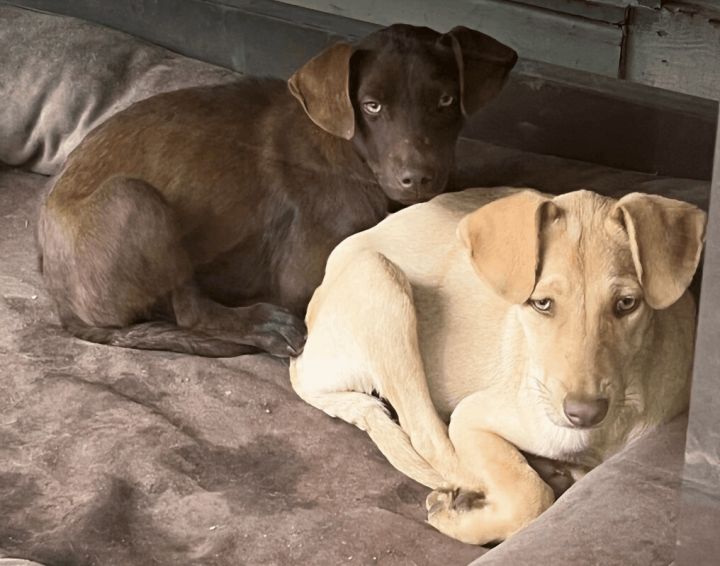 Emma, an adoptable Labrador Retriever Mix in Austin , TX_image-4