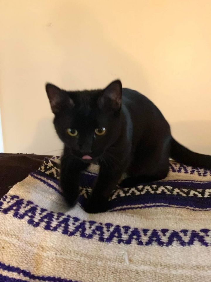 Lucipurr 3