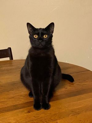 Lucipurr