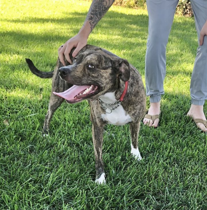 Jinx, an adoptable Shepherd & Pit Bull Terrier Mix in San Bernardino, CA_image-1