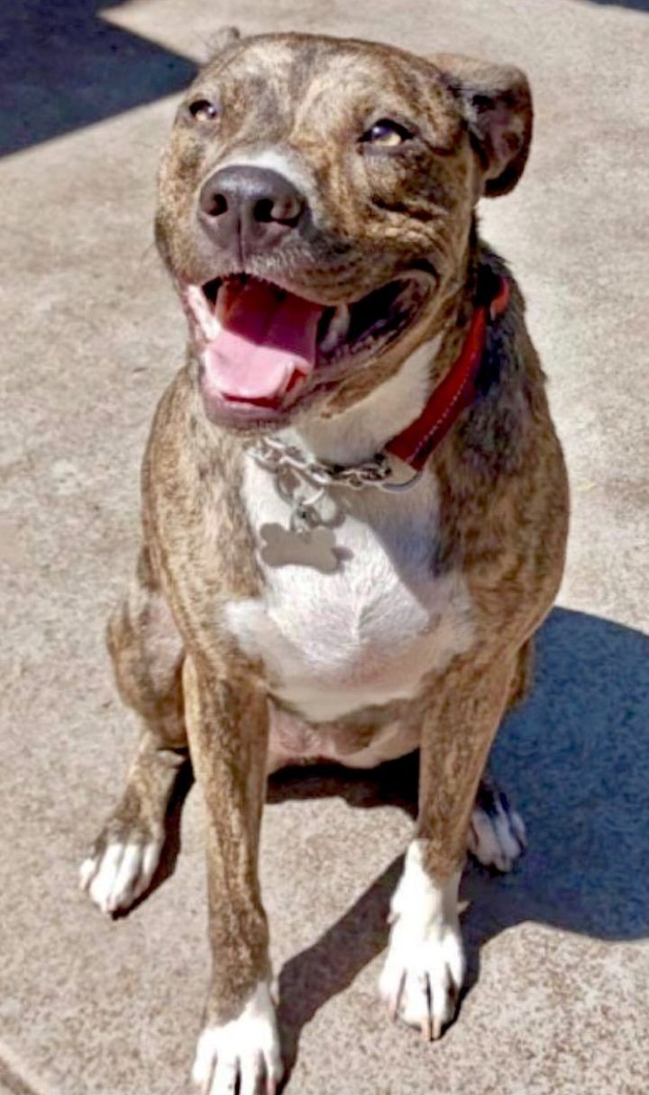 Jinx, an adoptable Shepherd & Pit Bull Terrier Mix in San Bernardino, CA_image-3