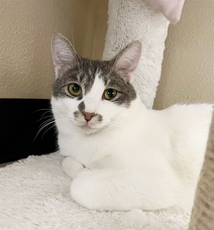 Henry Roofcat 2