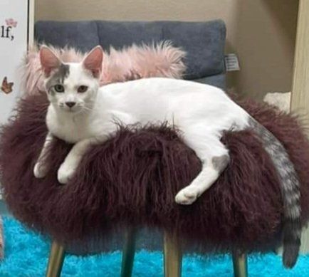 Gilbert Roofcat 4
