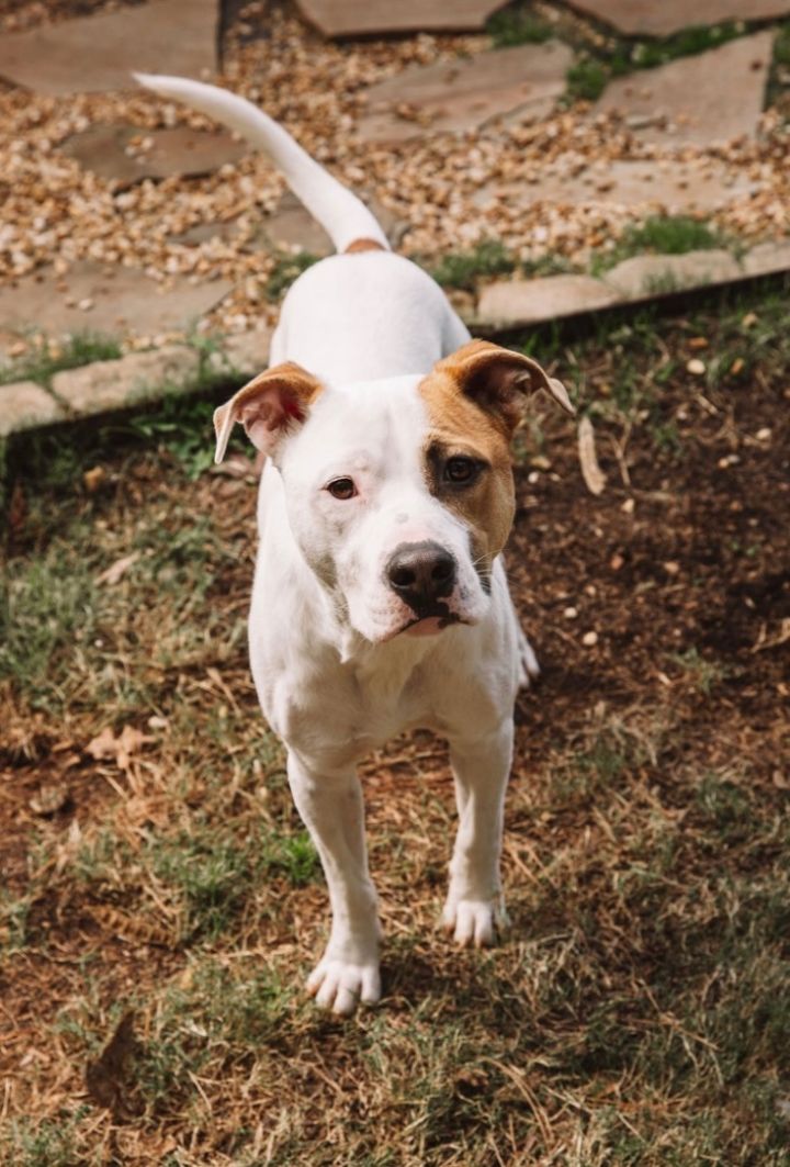 Loki , an adoptable American Bulldog in Trussville , AL_image-1