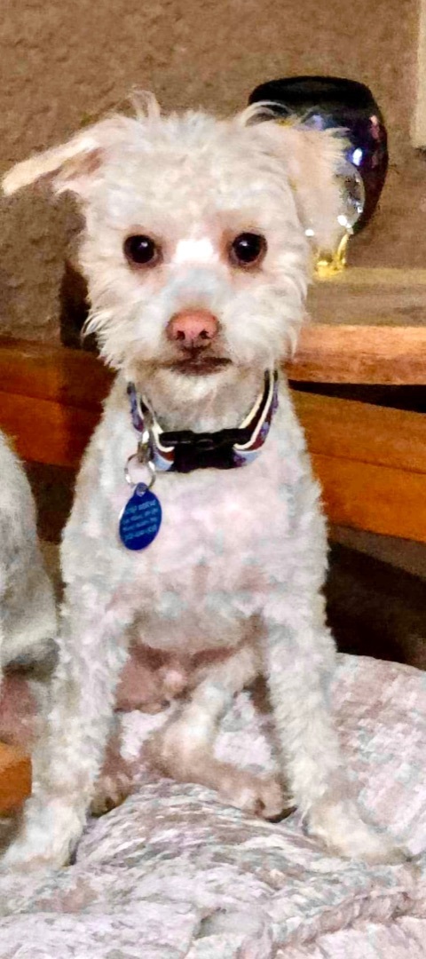 Charming Charlie, an adoptable Poodle Mix in Las Vegas, NV_image-2