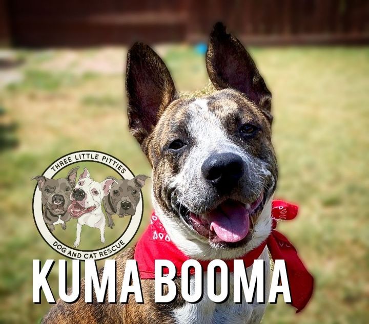 Kuma Booma, an adoptable Australian Cattle Dog / Blue Heeler & Pit Bull Terrier Mix in Seattle, WA_image-1