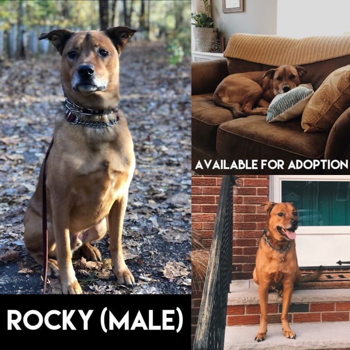 Rocky, an adoptable Shepherd & Labrador Retriever Mix in Emerson, NJ_image-1