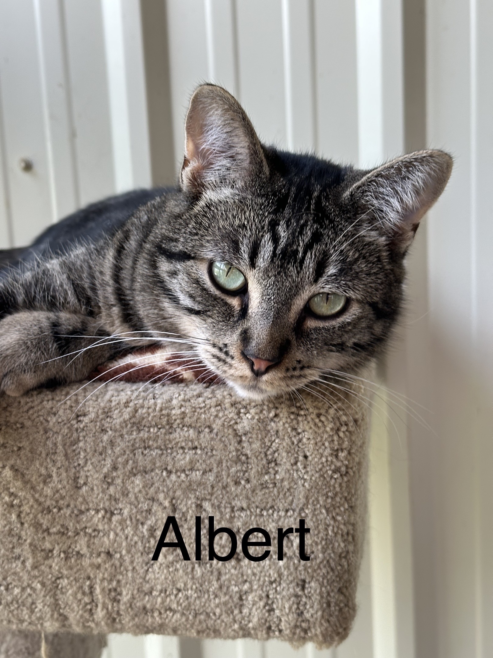 Albert, an adoptable Domestic Short Hair in Chilliwack, BC, V2P 6H3 | Photo Image 1