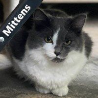 Mittens