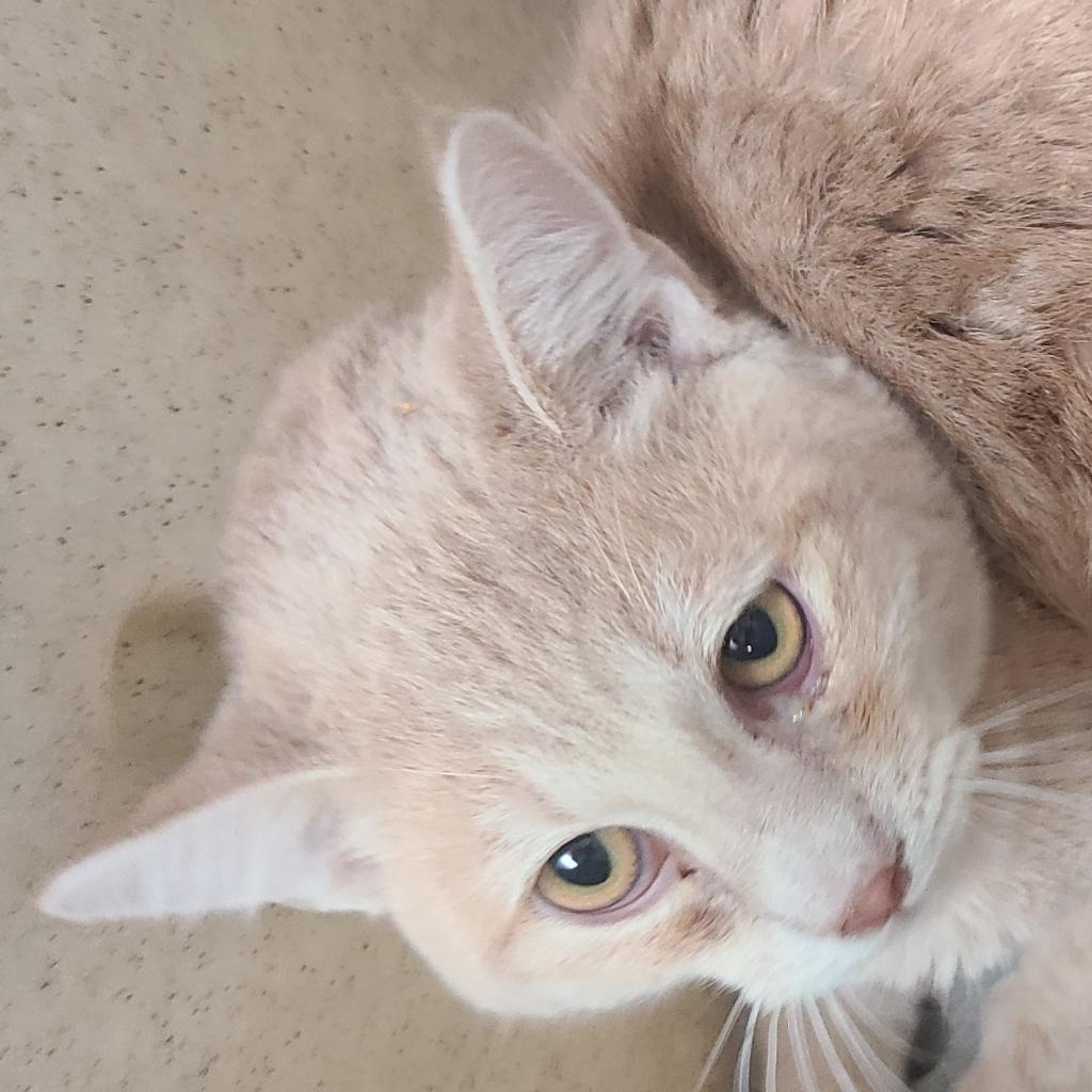 Tiger, an adoptable Domestic Short Hair in Hemet, CA, 92543 | Photo Image 2