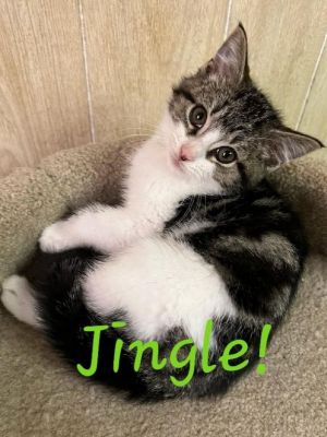 Jingle was rescued off the streets when he was very young He is a cute little roly poly kitten with