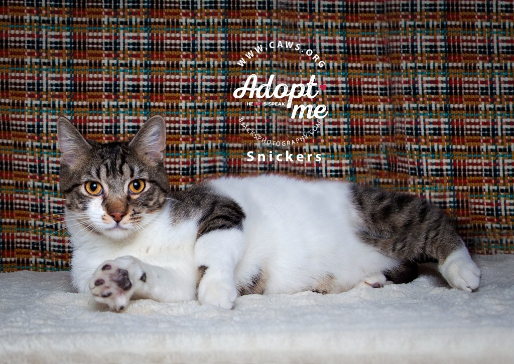 Snickers, an adoptable Domestic Short Hair in Salt Lake City, UT, 84117 | Photo Image 1