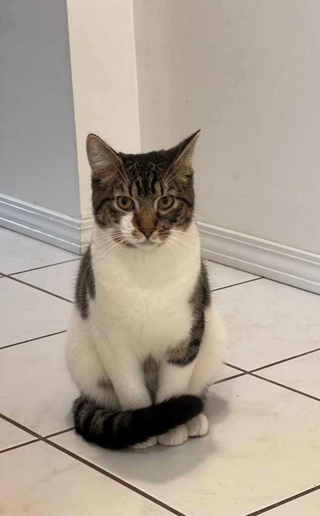 Snickers, an adoptable Domestic Short Hair in Salt Lake City, UT, 84117 | Photo Image 2