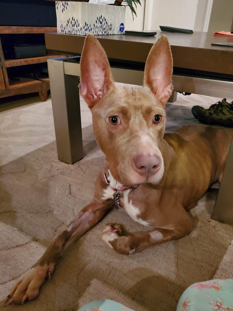 Emma Maeve, an adoptable Weimaraner, Bull Terrier in Orlando, FL, 32807 | Photo Image 6
