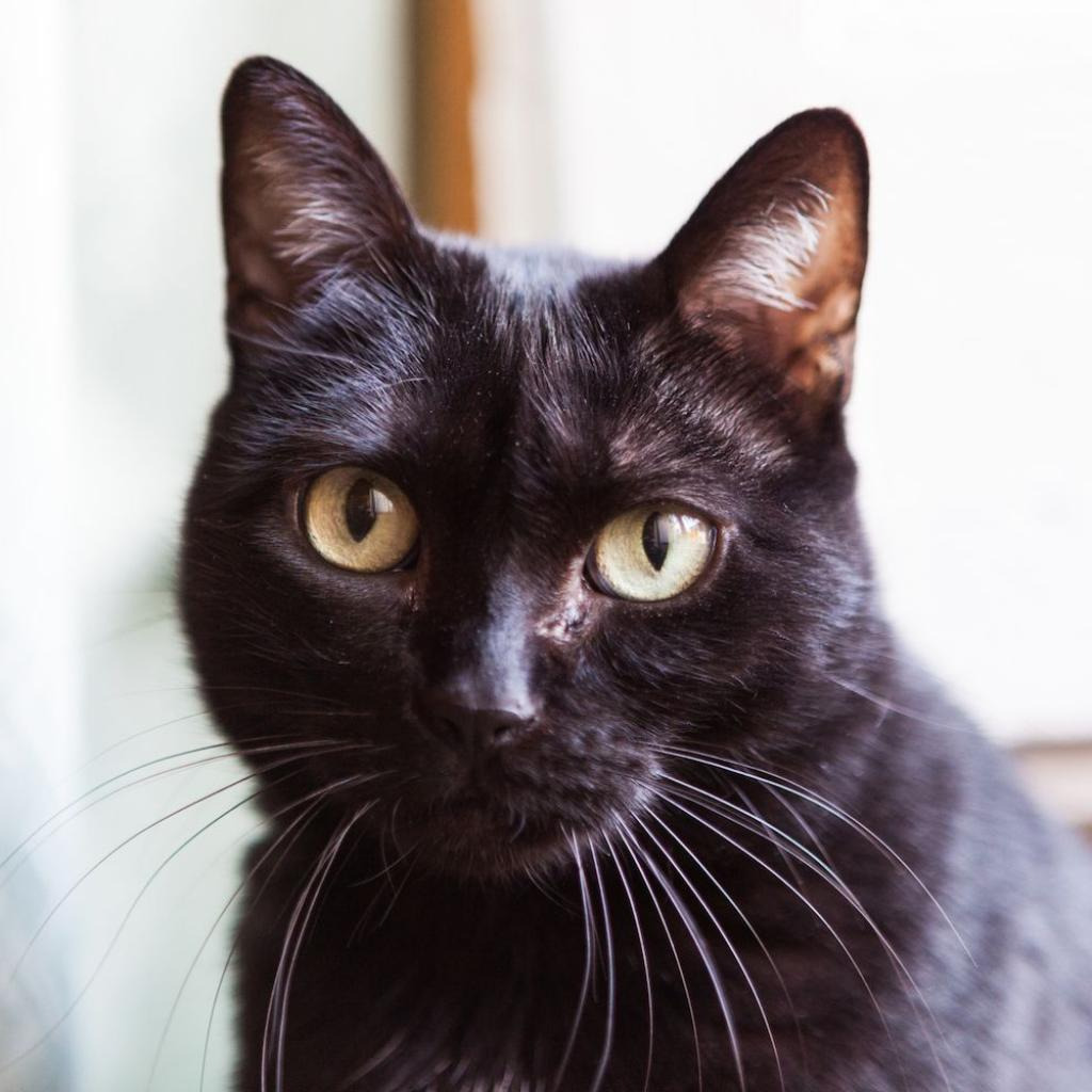 Apple, an adoptable Domestic Short Hair in Seagoville, TX, 75159 | Photo Image 1