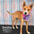 SWIFTIE's profile on Petfinder.com