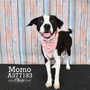 MOMO's profile on Petfinder.com