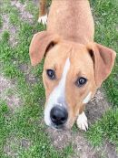 CARLA's profile on Petfinder.com