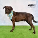 MOOSE's profile on Petfinder.com