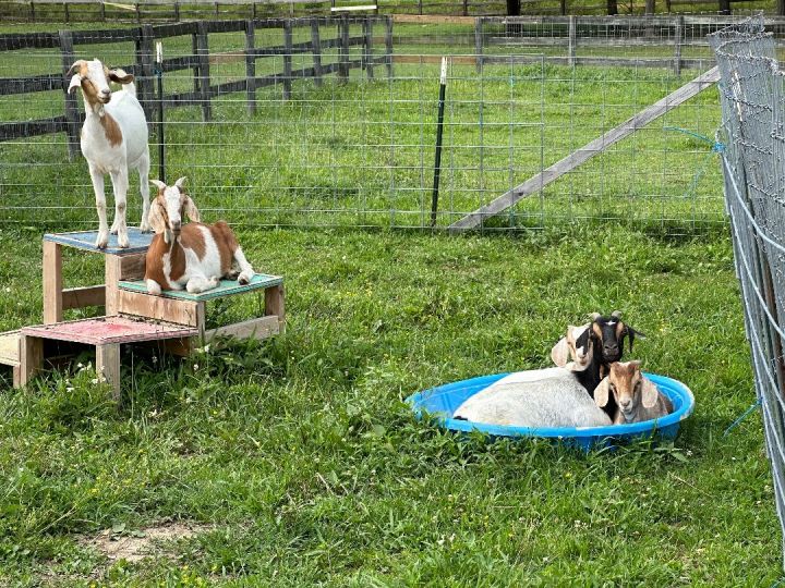 Daisy and Family, an adoptable Goat Mix in Durham, NC_image-1