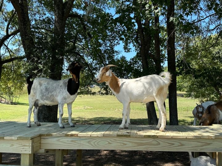 Daisy and Family 4