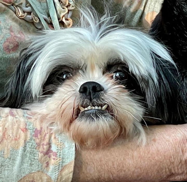 Petfinder shih tzu cheap