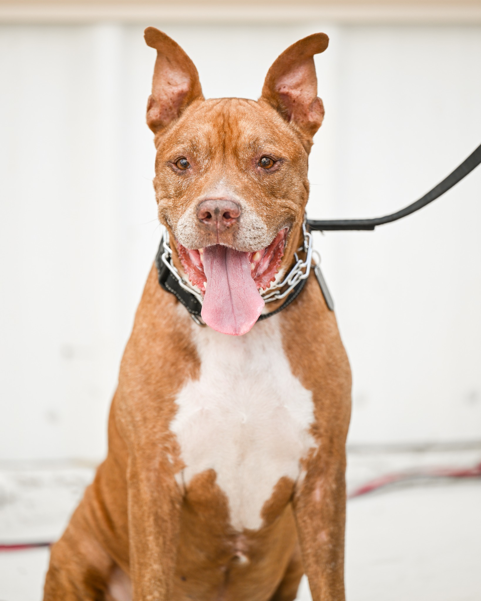 Ralph, an adoptable Pit Bull Terrier in Thonotosassa, FL, 33592 | Photo Image 1