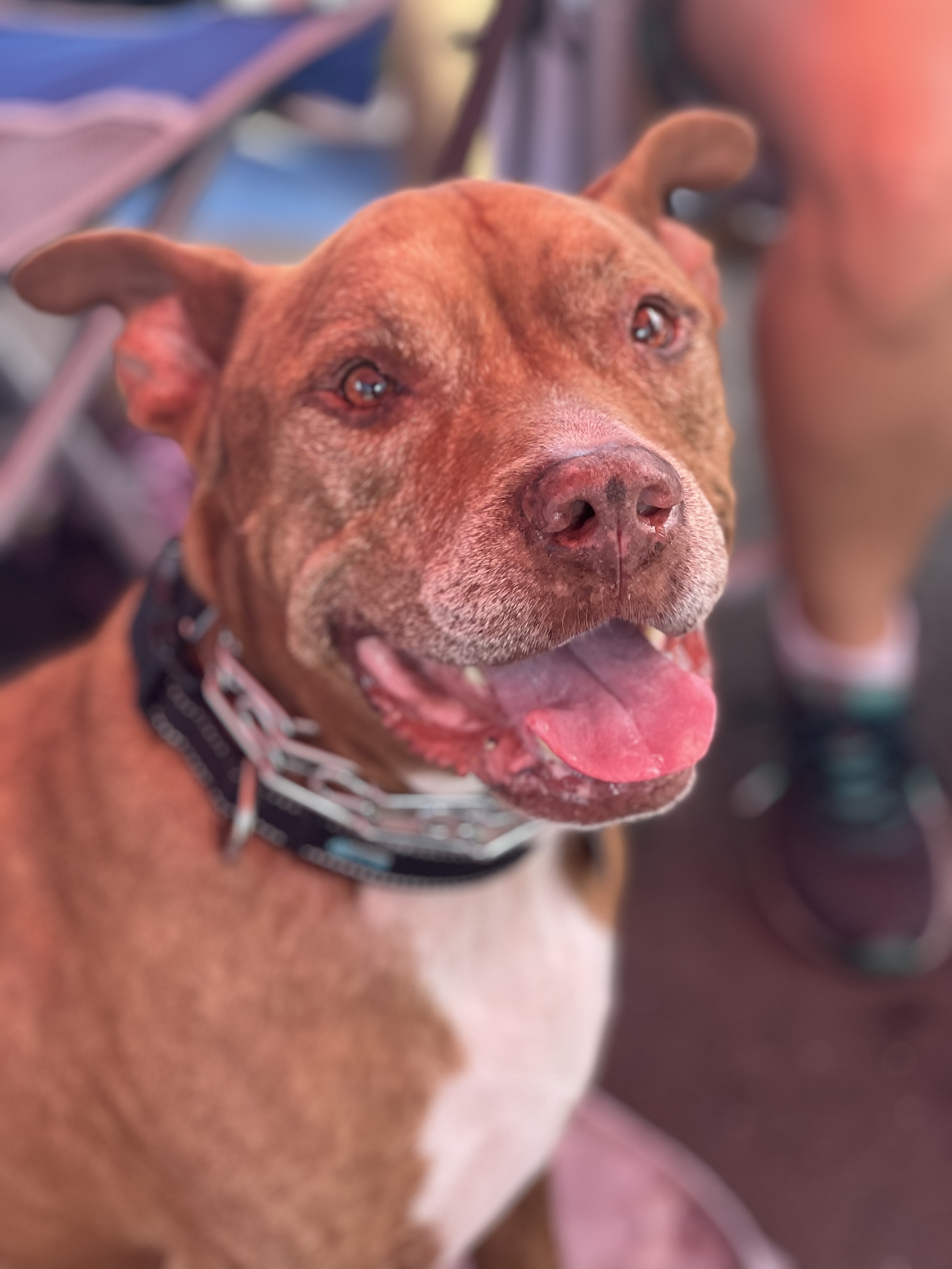 Ralph, an adoptable Pit Bull Terrier in Thonotosassa, FL, 33592 | Photo Image 2