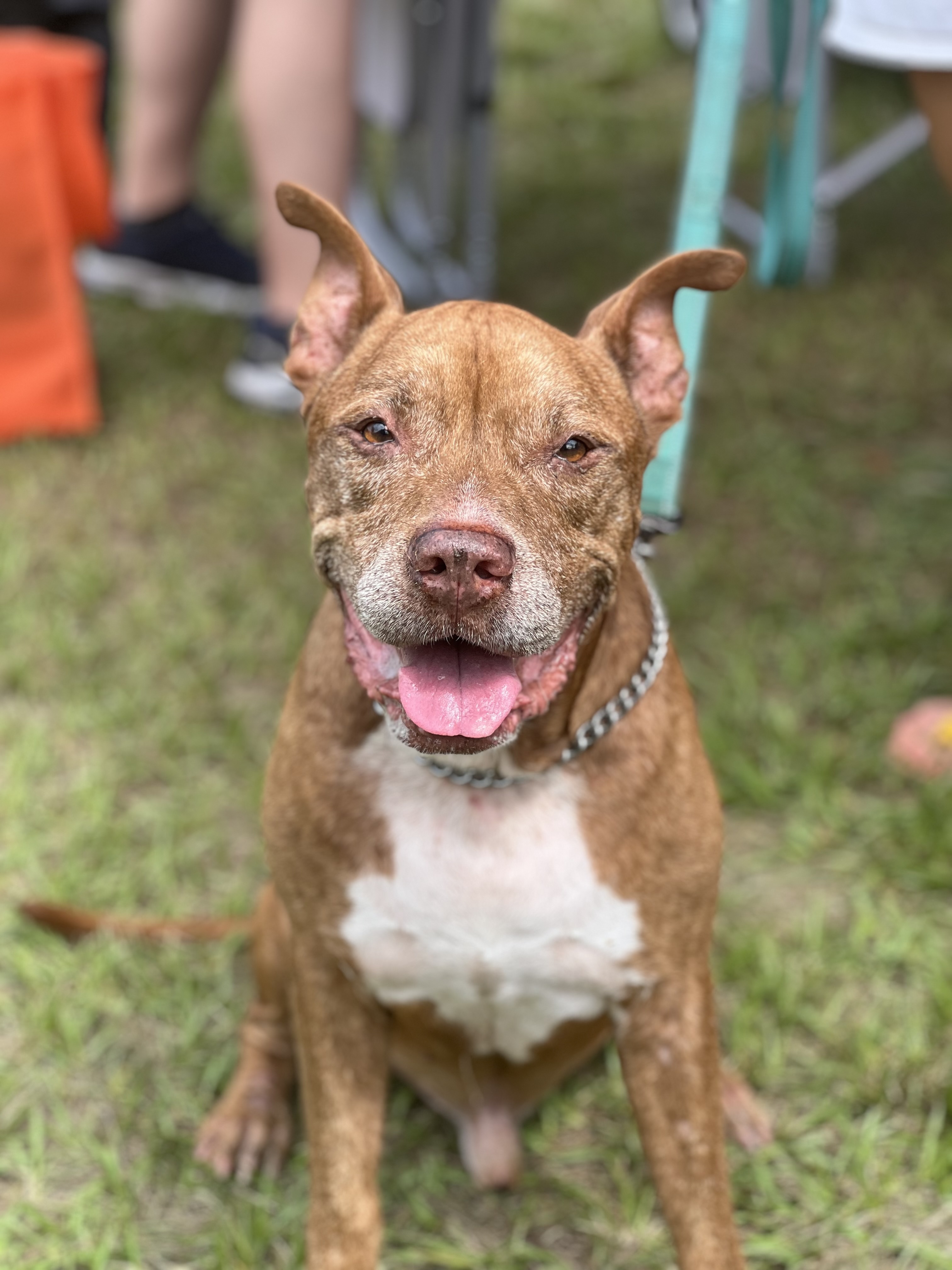 Ralph, an adoptable Pit Bull Terrier in Thonotosassa, FL, 33592 | Photo Image 3