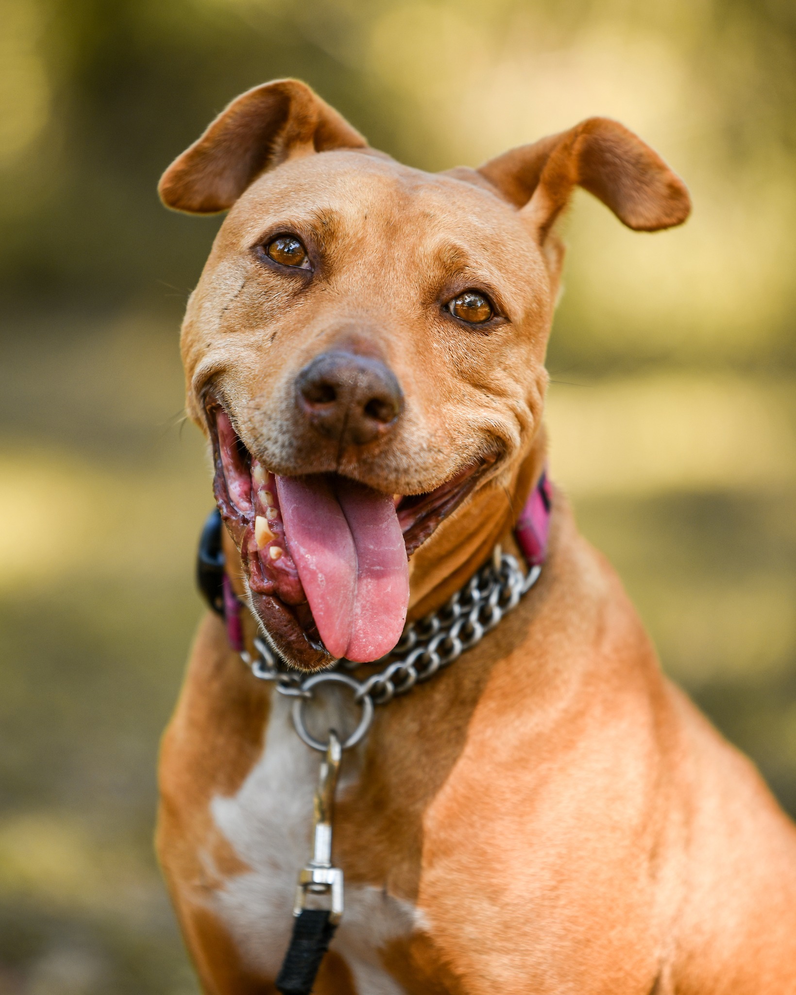 Betty, an adoptable Pit Bull Terrier in Thonotosassa, FL, 33592 | Photo Image 1