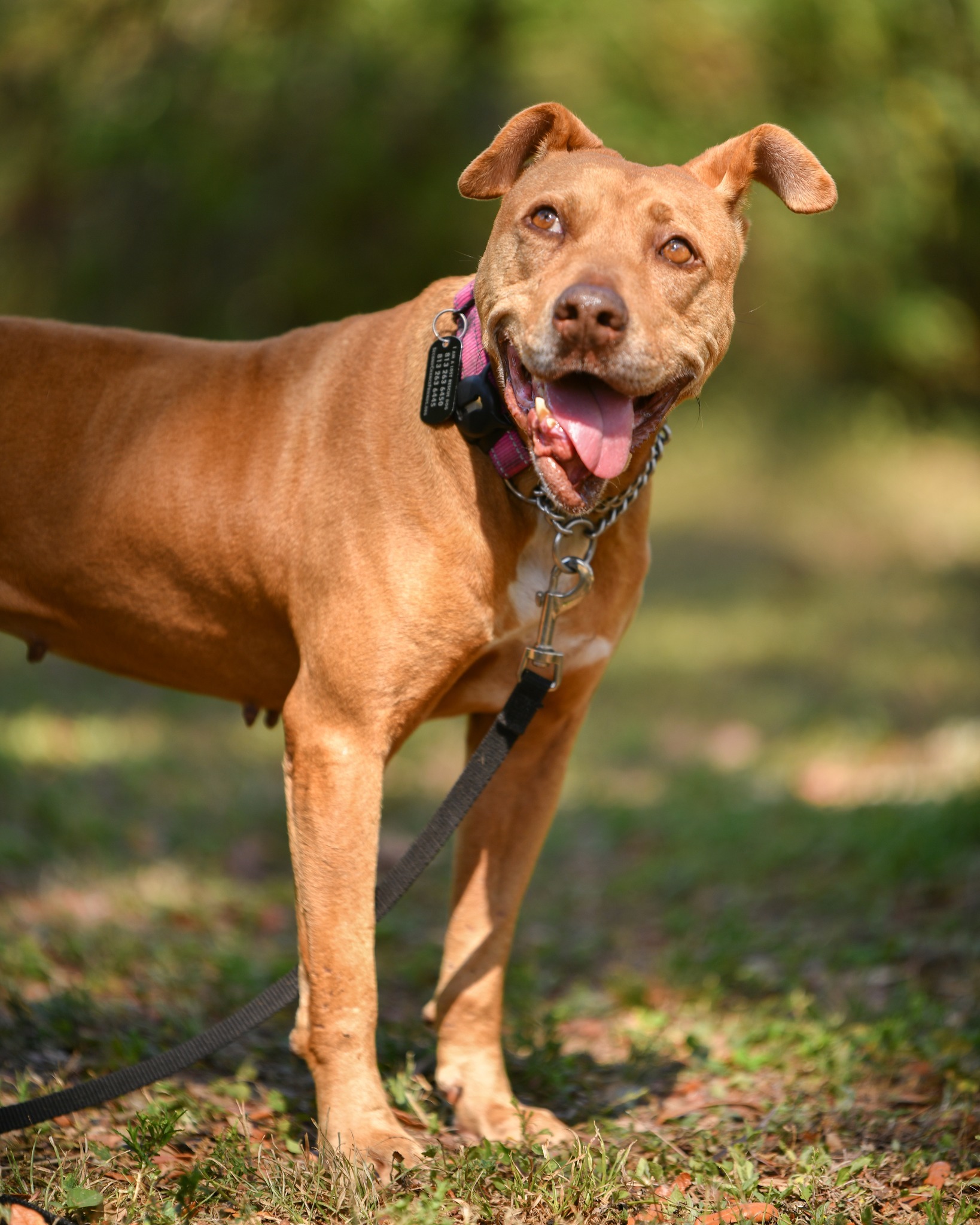 Betty, an adoptable Pit Bull Terrier in Thonotosassa, FL, 33592 | Photo Image 3