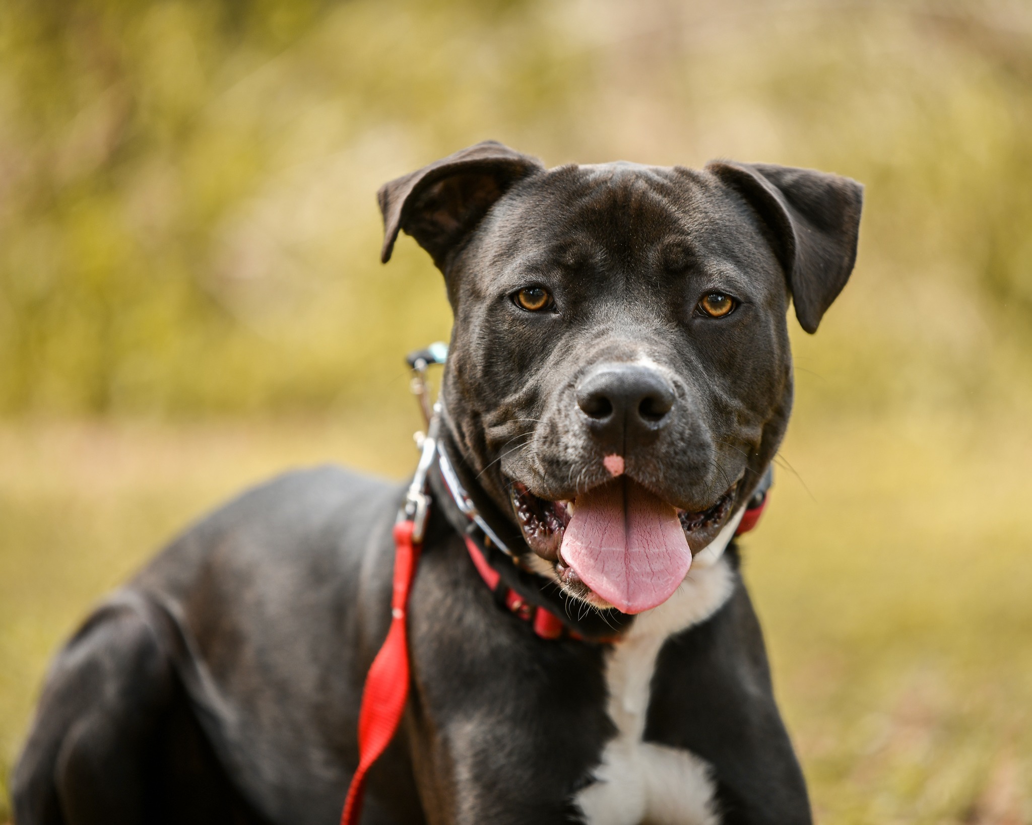 Stanley, an adoptable American Staffordshire Terrier, Great Dane in Thonotosassa, FL, 33592 | Photo Image 1