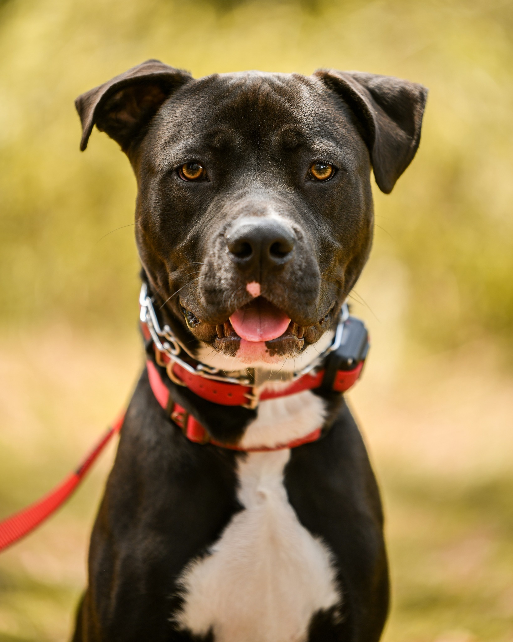 Stanley, an adoptable American Staffordshire Terrier, Great Dane in Thonotosassa, FL, 33592 | Photo Image 2