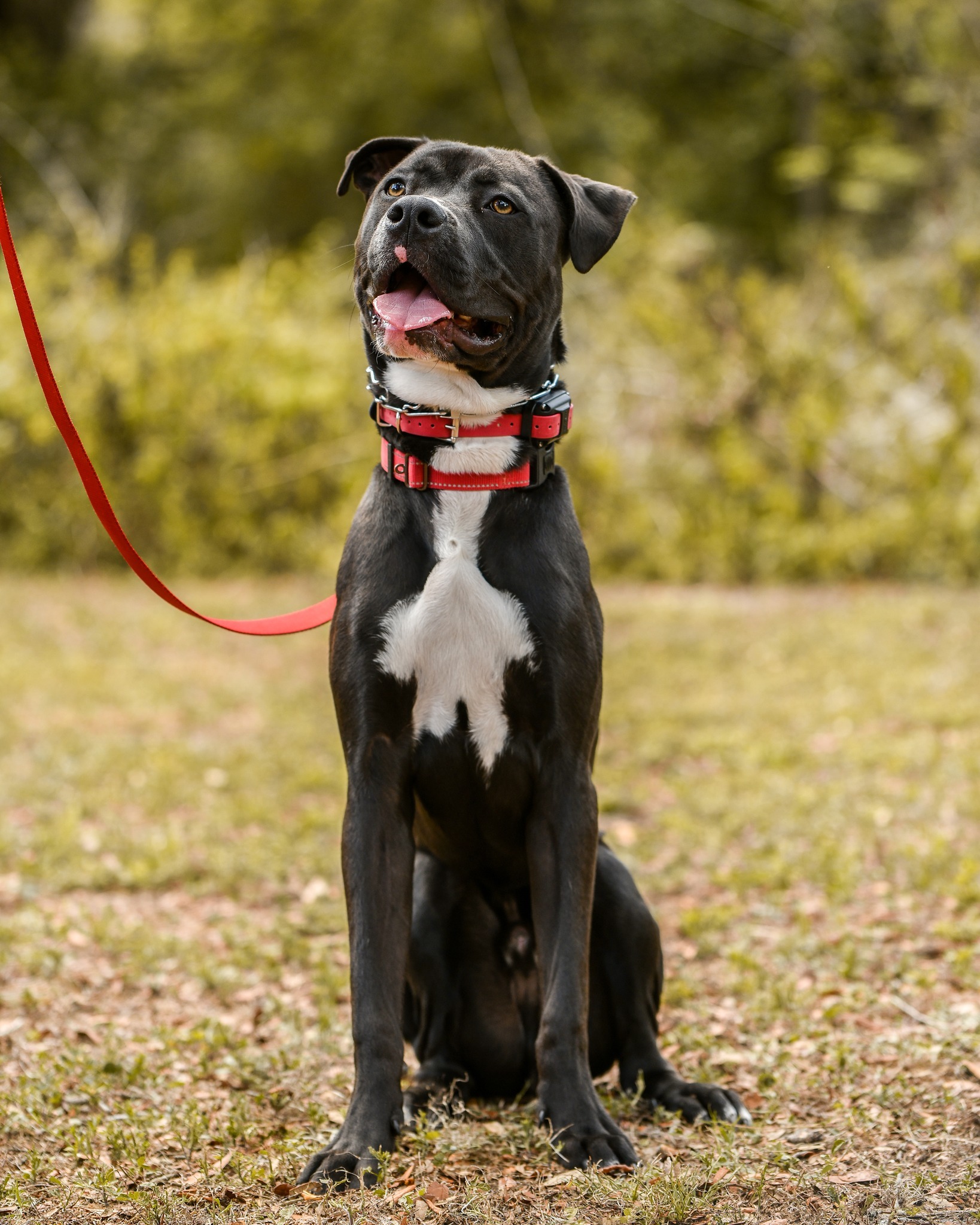 Stanley, an adoptable American Staffordshire Terrier, Great Dane in Thonotosassa, FL, 33592 | Photo Image 3