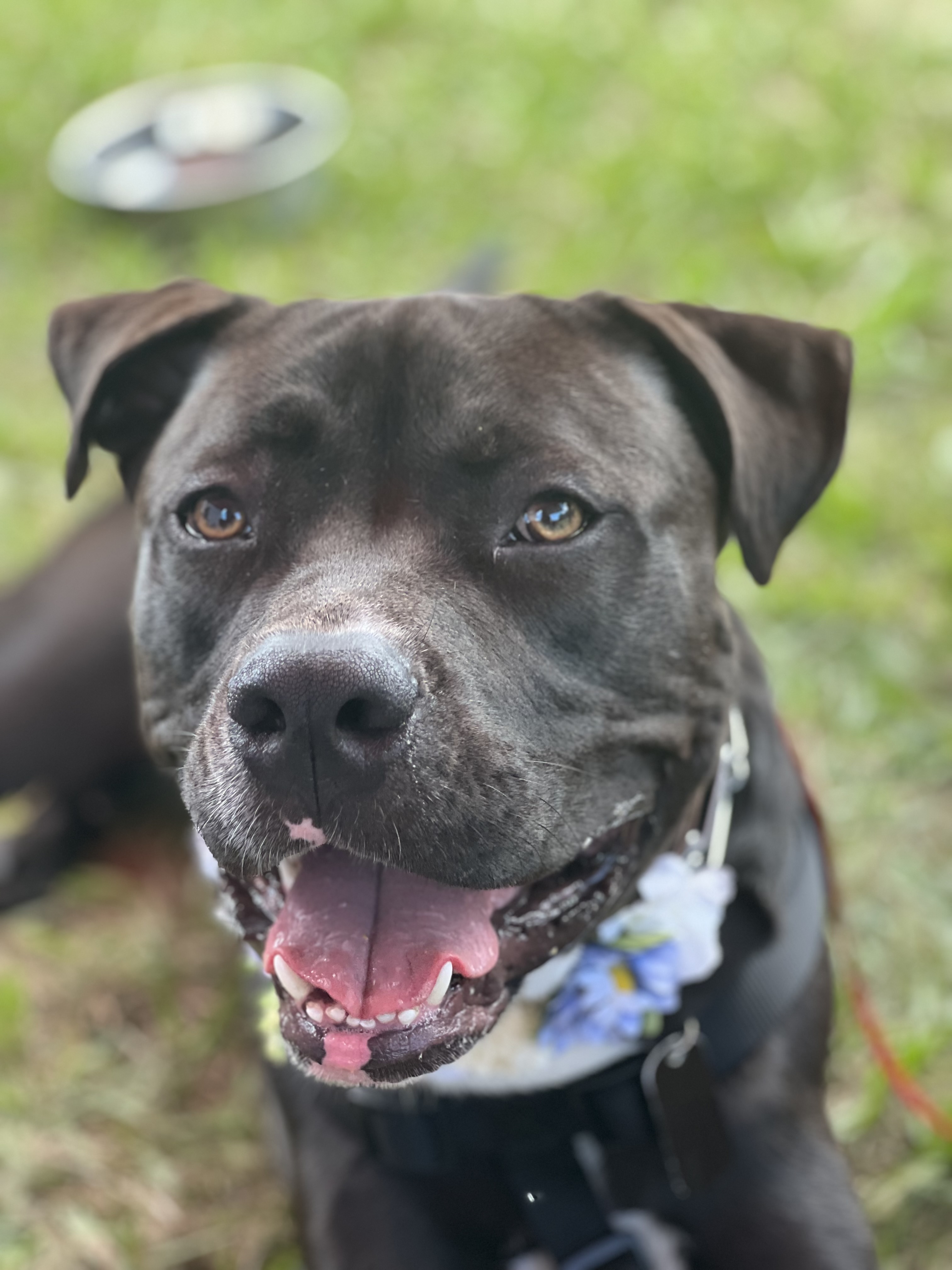 Stanley, an adoptable American Staffordshire Terrier, Great Dane in Thonotosassa, FL, 33592 | Photo Image 4