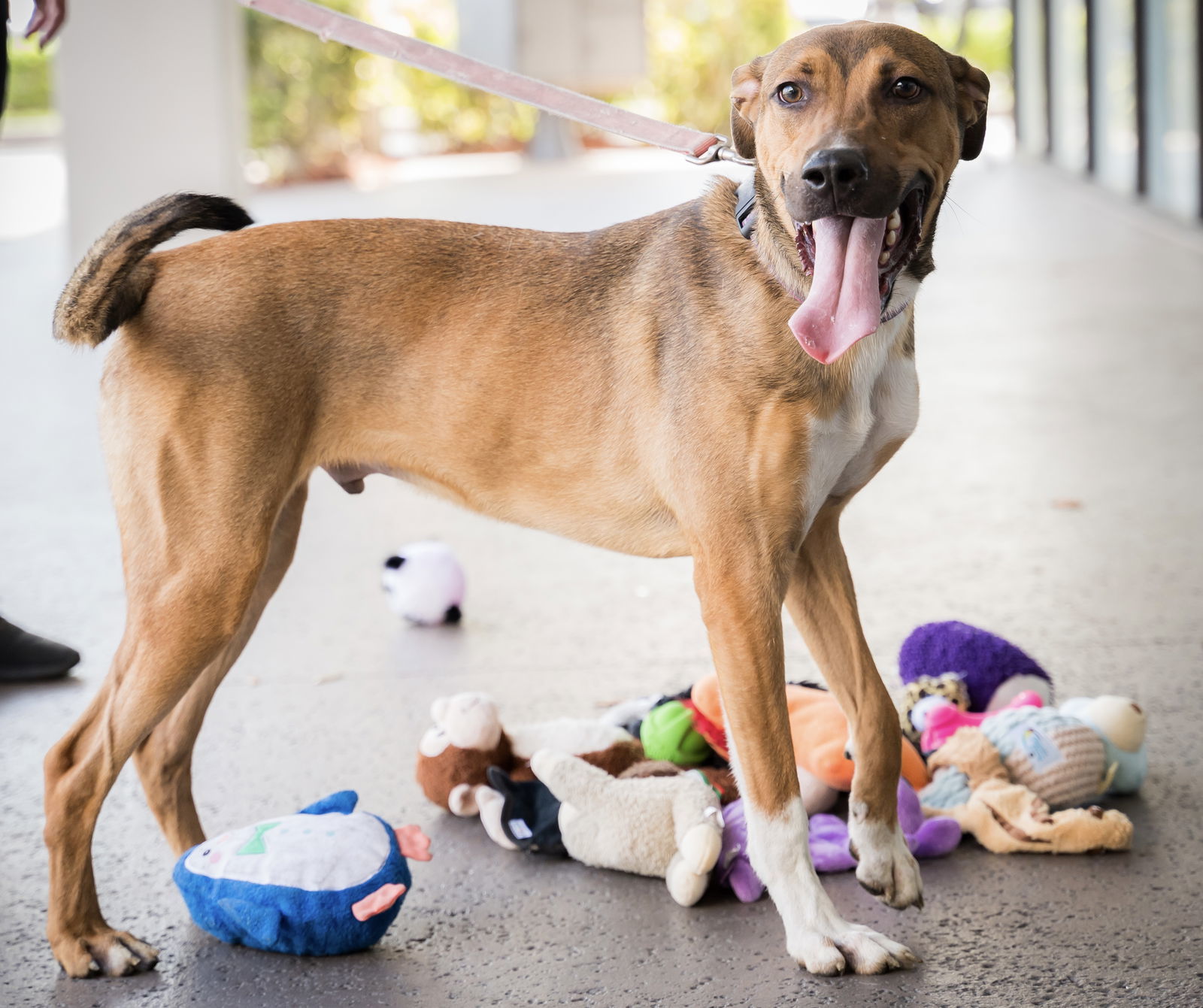 Oliver, an adoptable German Shepherd Dog in Royal Palm Beach, FL, 33411 | Photo Image 1
