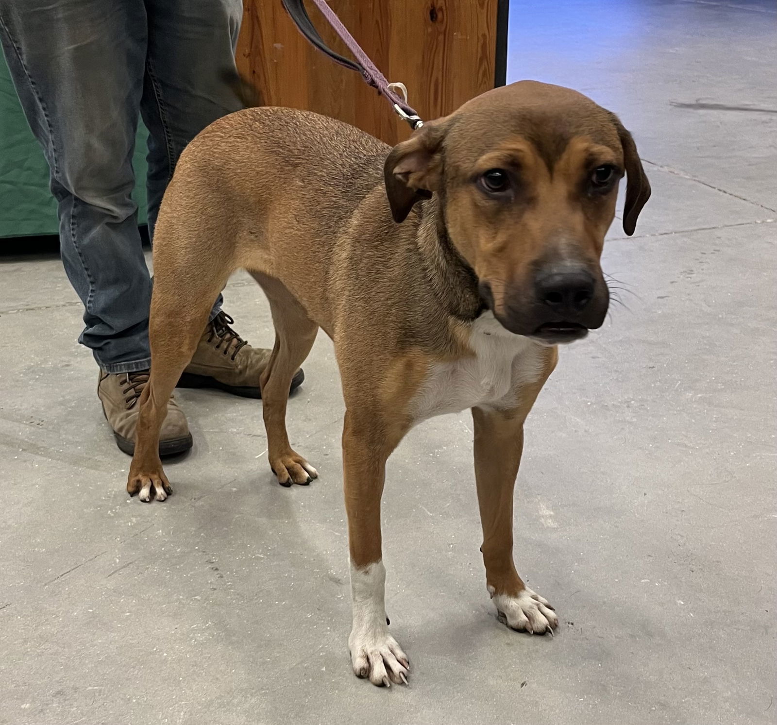 Oliver, an adoptable German Shepherd Dog in Royal Palm Beach, FL, 33411 | Photo Image 2