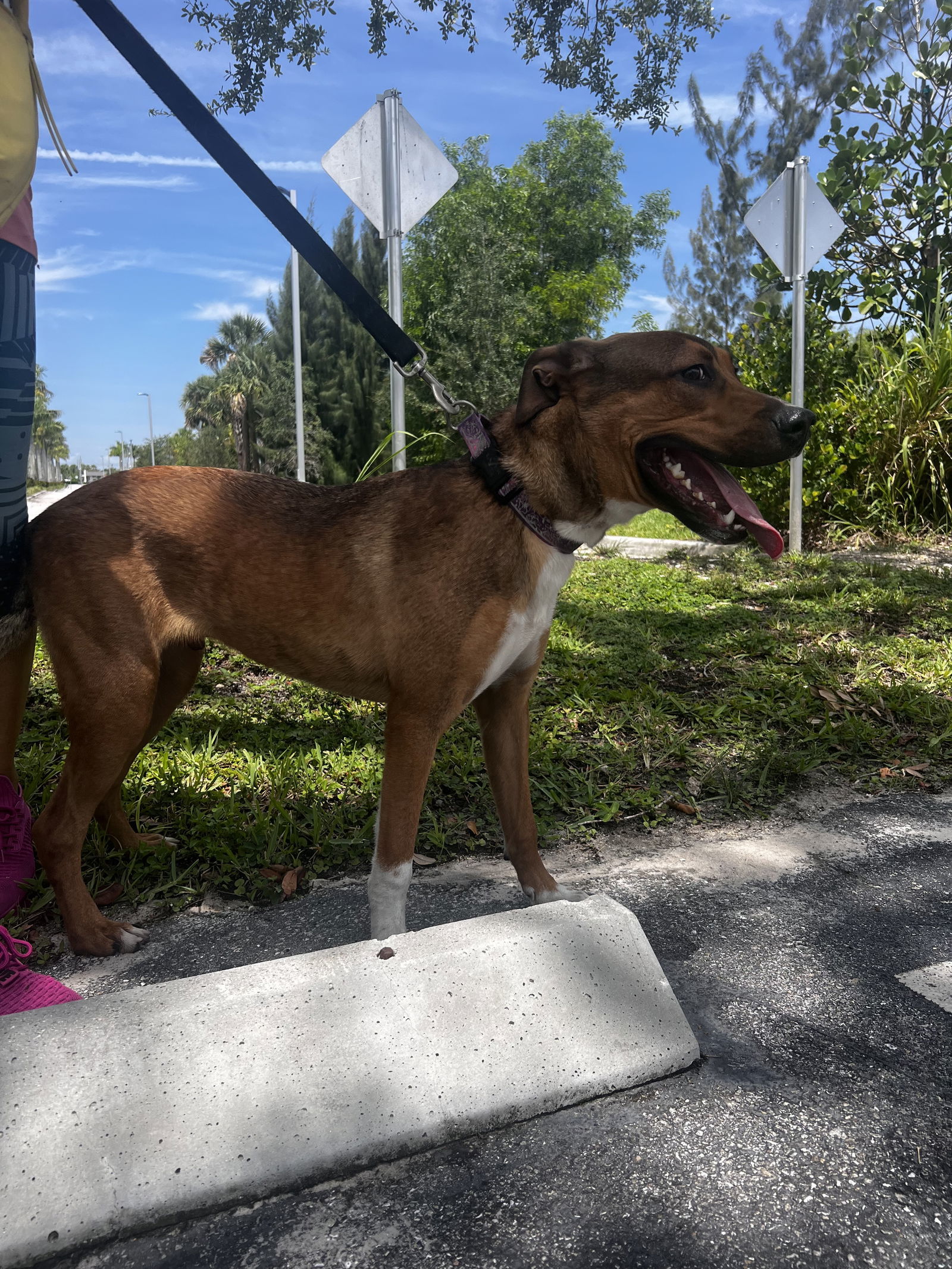 Oliver, an adoptable German Shepherd Dog in Royal Palm Beach, FL, 33411 | Photo Image 3
