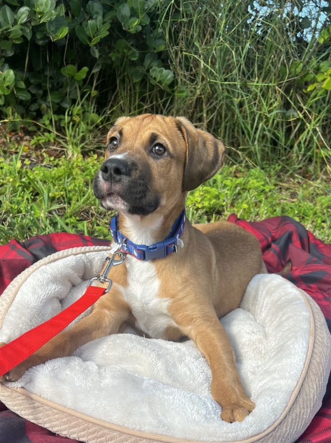 Dog for adoption - Oakley, a German Shepherd Dog Mix in Royal Palm Beach,  FL | Petfinder