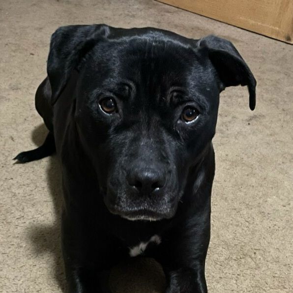 black lab pitbull boxer mix