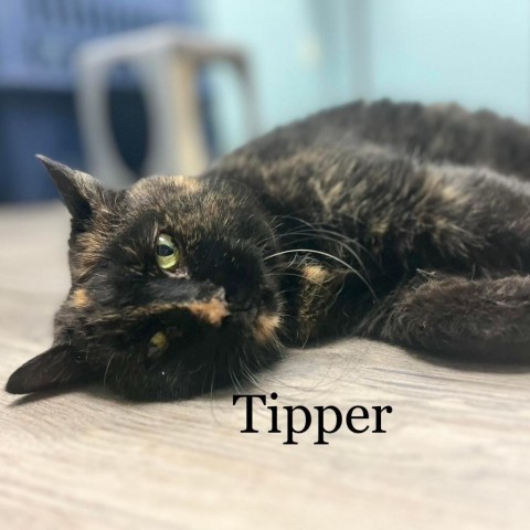 Tipper 220727, an adoptable Domestic Short Hair in Escanaba, MI, 49829 | Photo Image 1