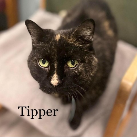 Tipper 220727, an adoptable Domestic Short Hair in Escanaba, MI, 49829 | Photo Image 2