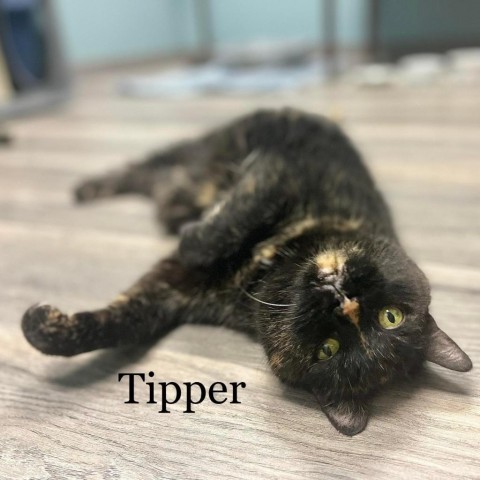 Tipper 220727, an adoptable Domestic Short Hair in Escanaba, MI, 49829 | Photo Image 3