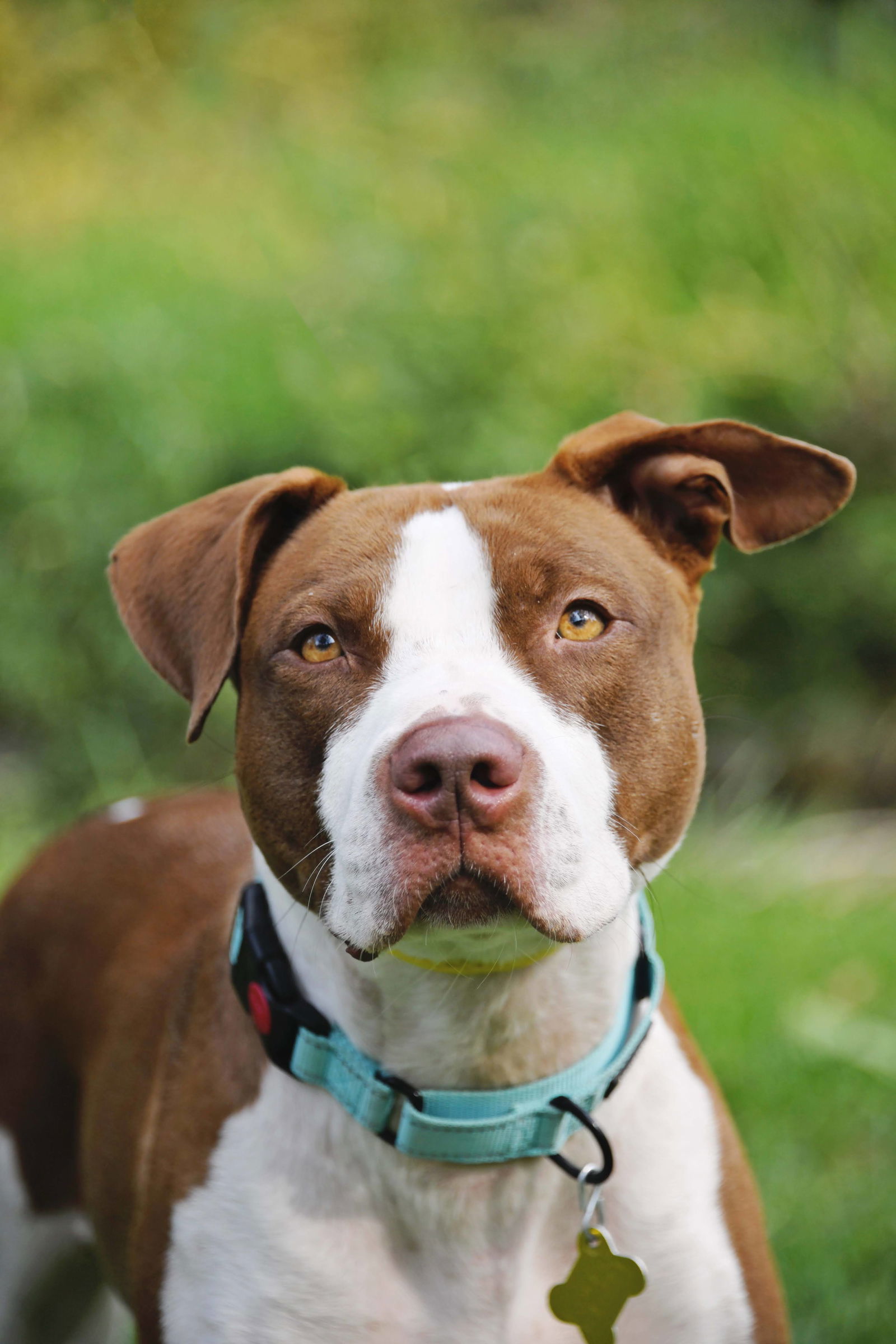 Ireland Skye, an adoptable Pit Bull Terrier in Salt Lake City, UT, 84171 | Photo Image 1