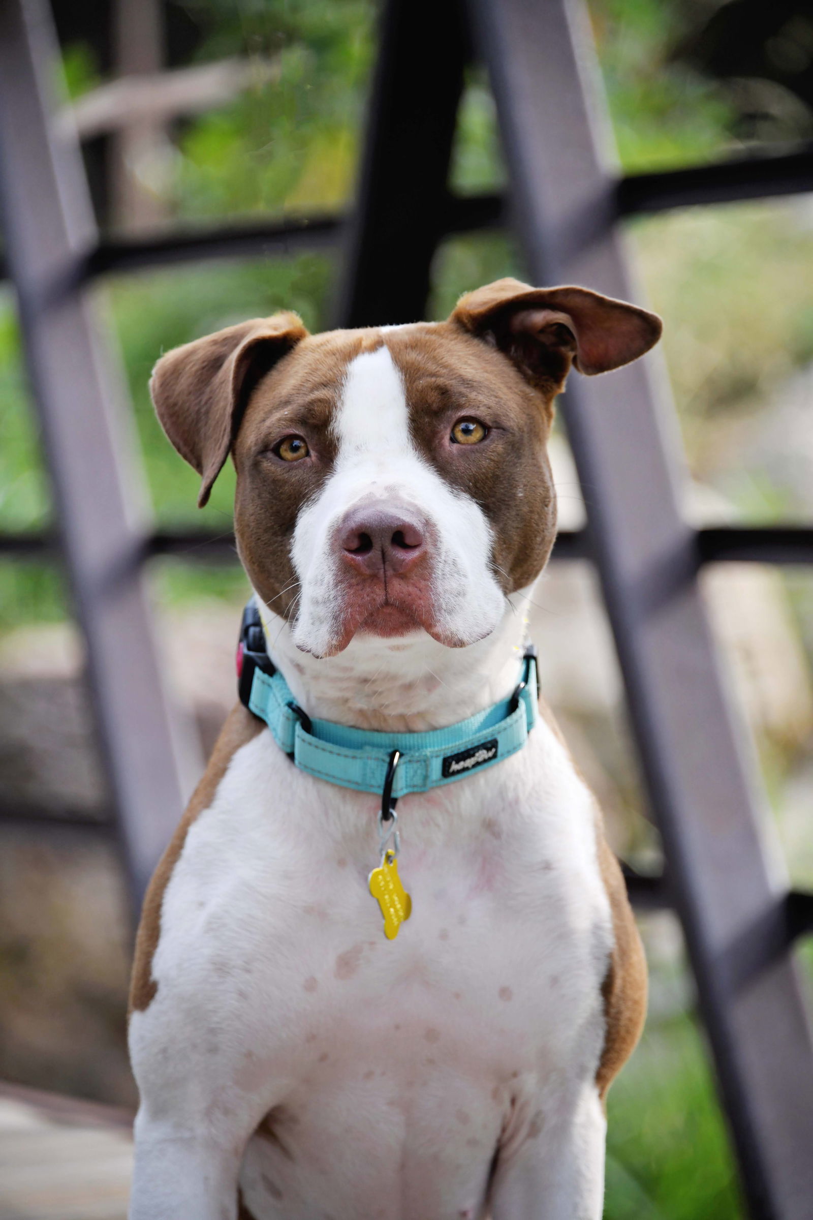 Ireland Skye, an adoptable Pit Bull Terrier in Salt Lake City, UT, 84171 | Photo Image 2