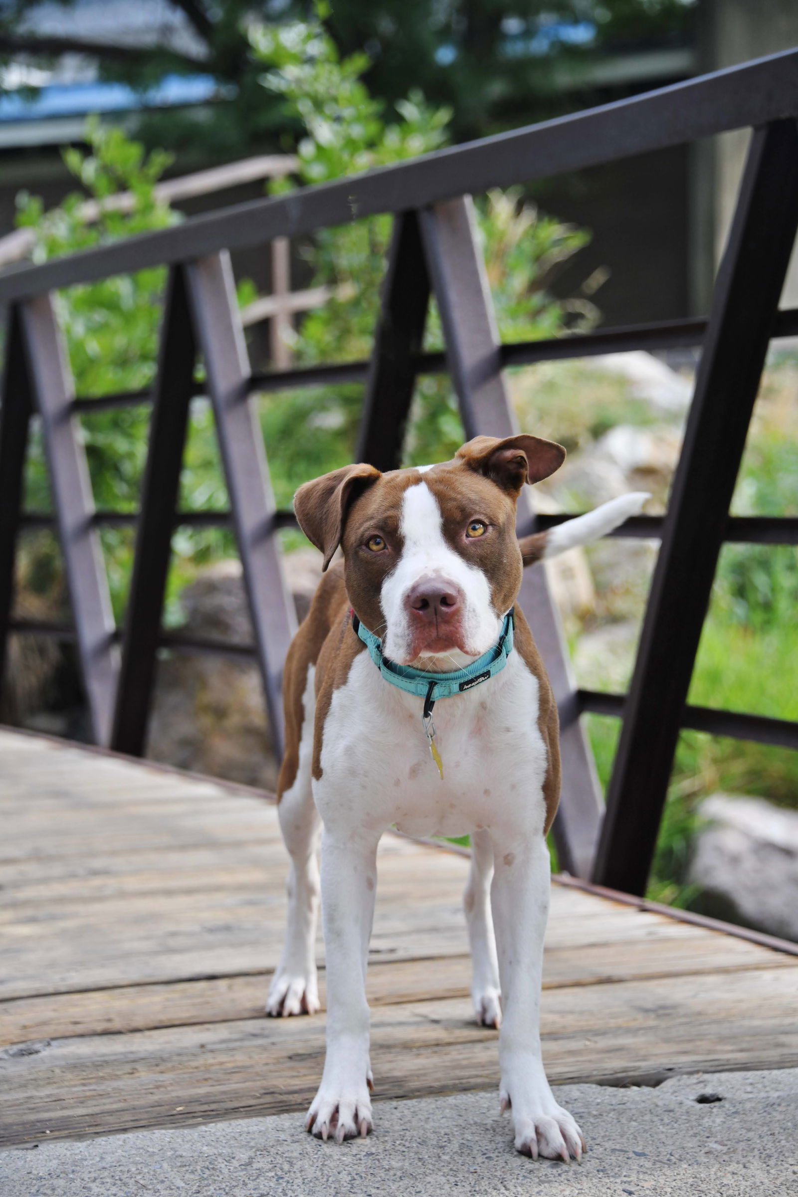 Ireland Skye, an adoptable Pit Bull Terrier in Salt Lake City, UT, 84171 | Photo Image 3