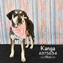 KANGA's profile on Petfinder.com