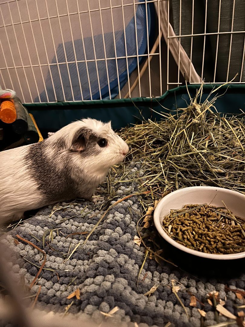 Guinea Pig for adoption - Stewart, a Guinea Pig in Orange, CA | Petfinder