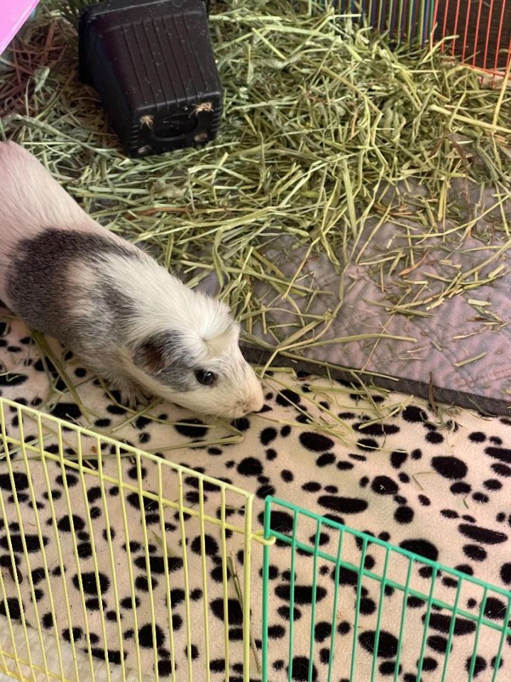 Stewart 2