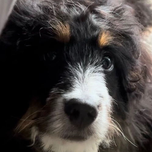 Barney, an adopted Bernedoodle & Miniature Poodle Mix in Rochester, NY_image-5